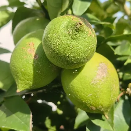 Katic Апартаменты *